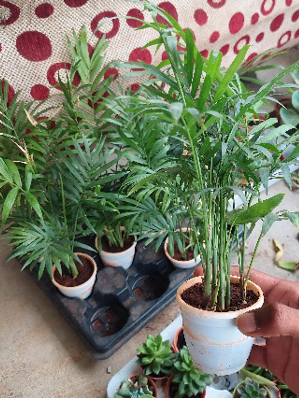 Desk Areca Palm